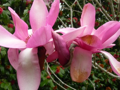 Magnolia